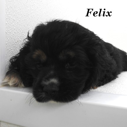 puppy, for, sale, Cocker Spaniel, Joe & Cherri  Overlease, dog, breeder, Miller, MO, dog-breeder, puppy-for-sale, forsale, nearby, find, puppyfind, locator, puppylocator, aca